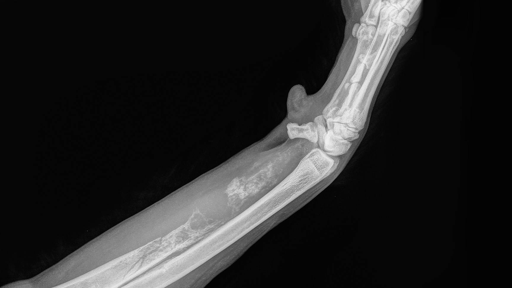 Osteosarkom Hund