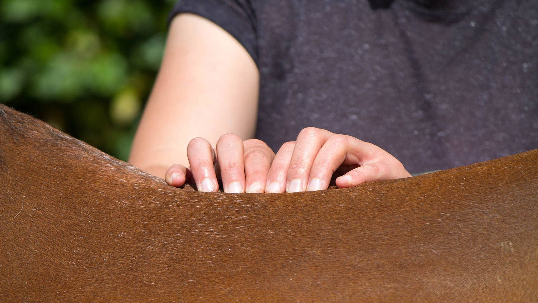 Abtasten Rücken Pferd