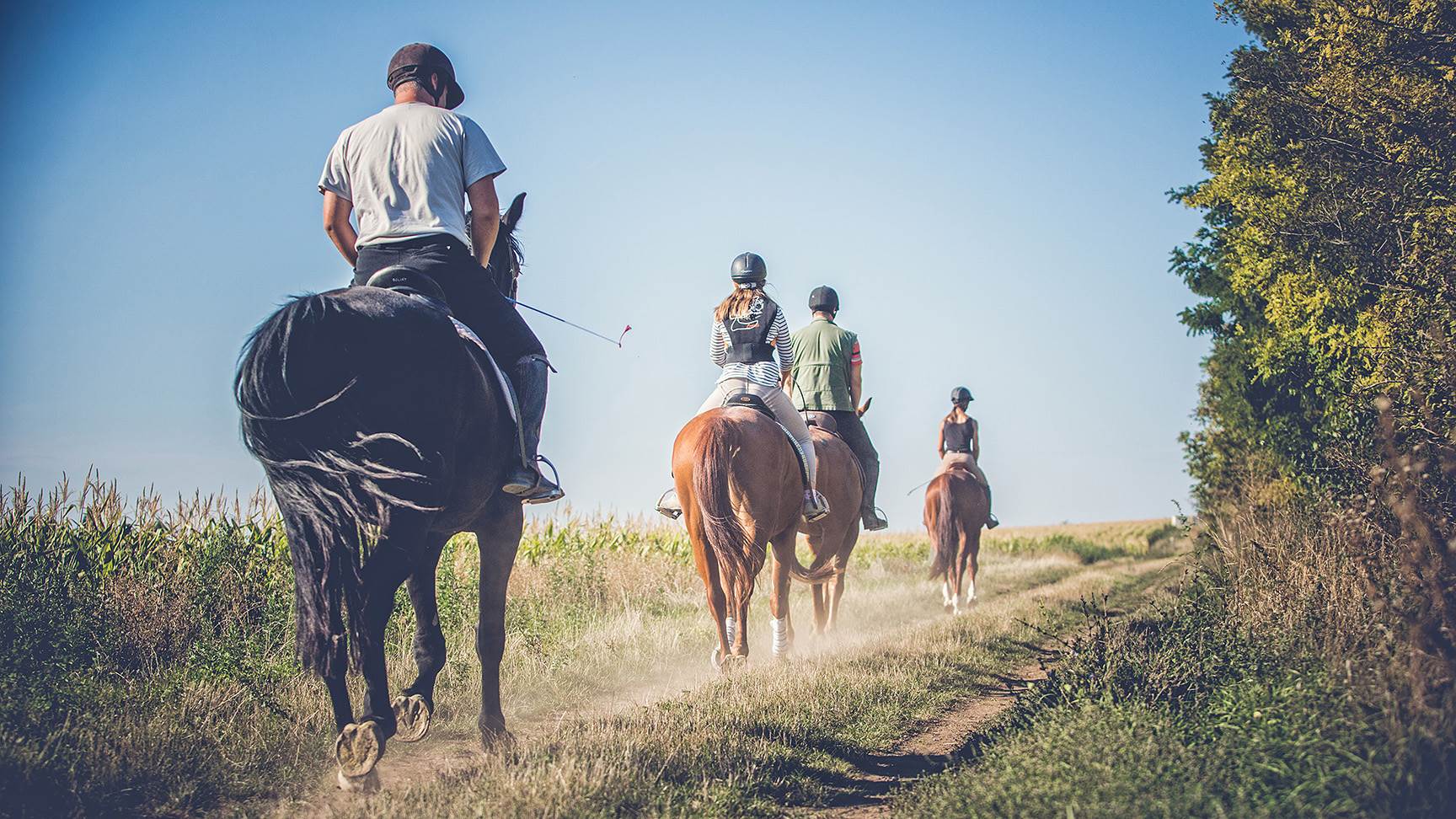 Reiter auf Feld