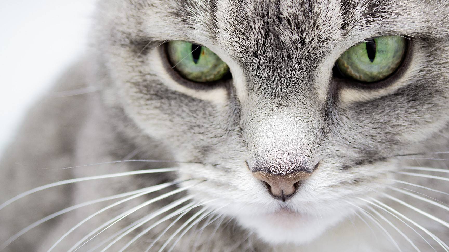 Cat eyes