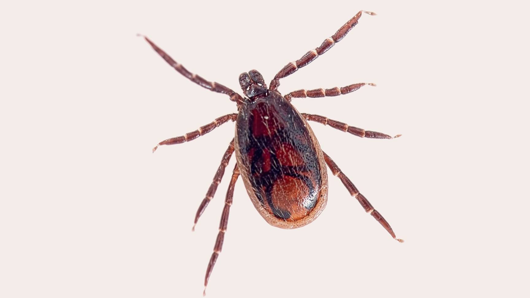 Brown dog tick