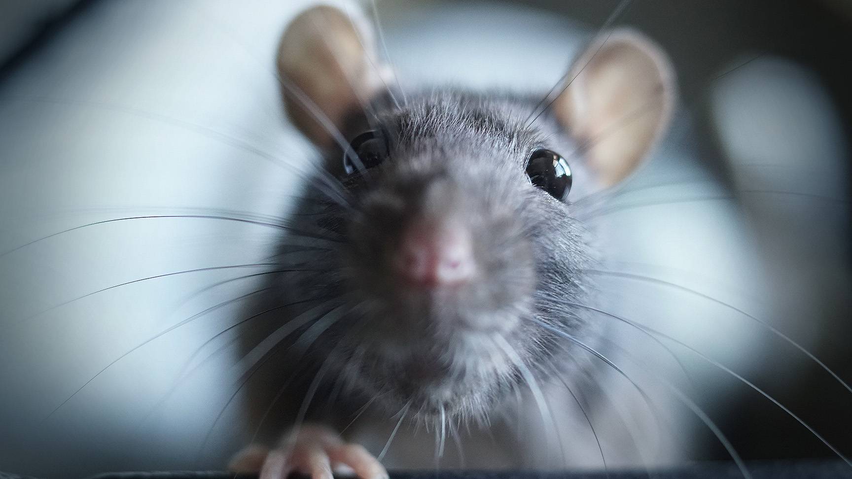 Ratte
