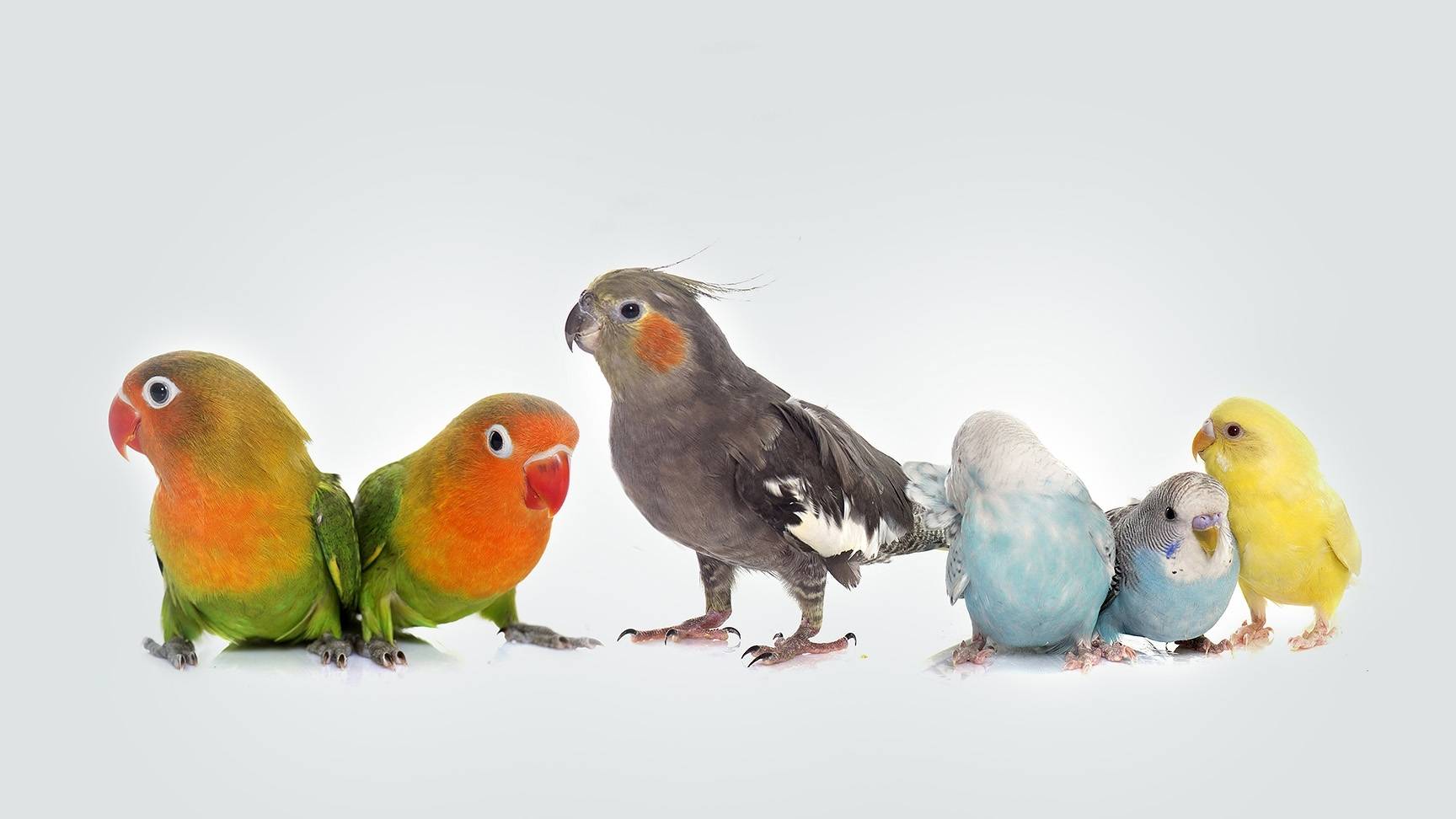 Wellensittiche Nymphensittich Sonnensittich