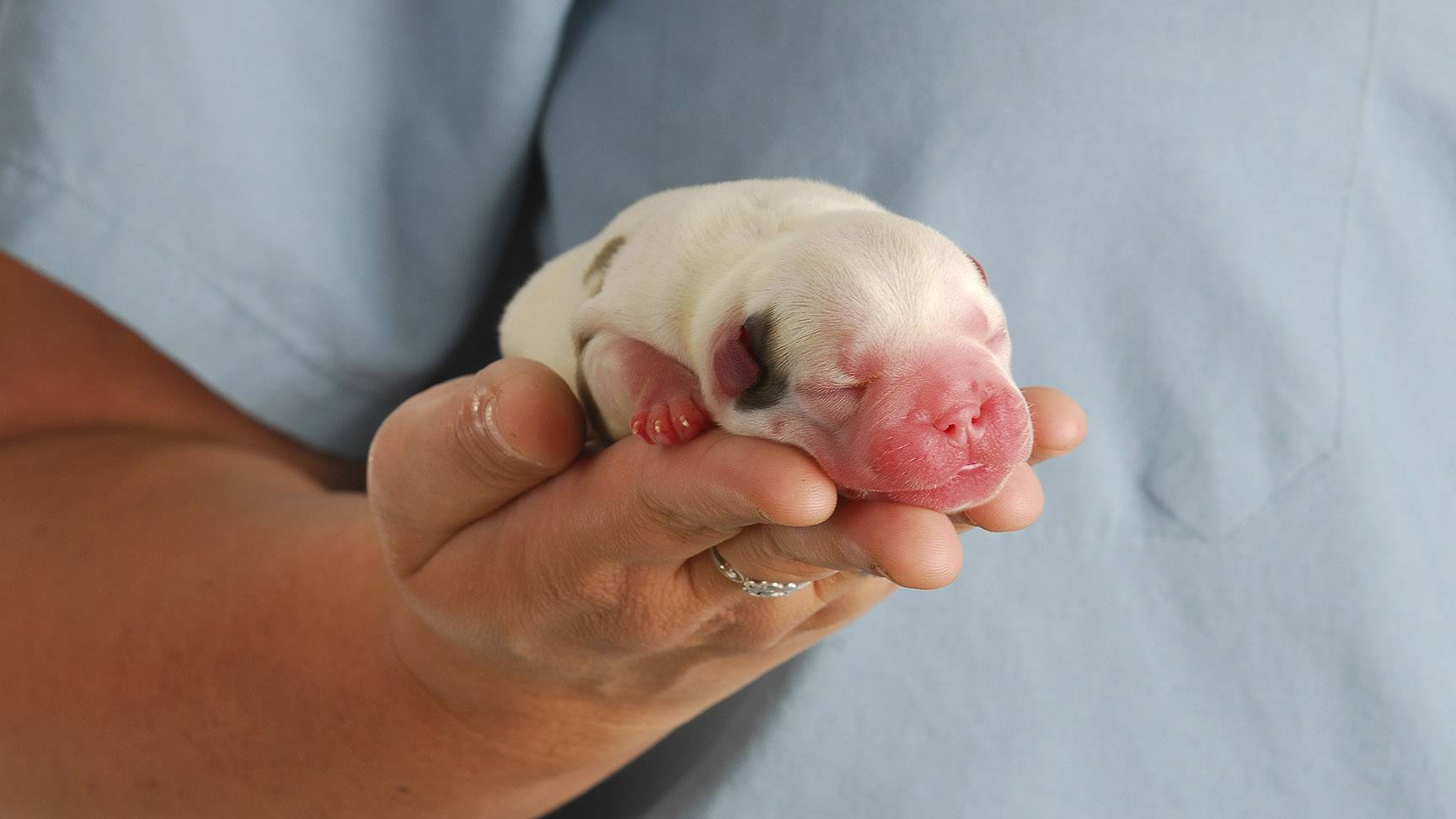 Neugeborener Hundewelpen