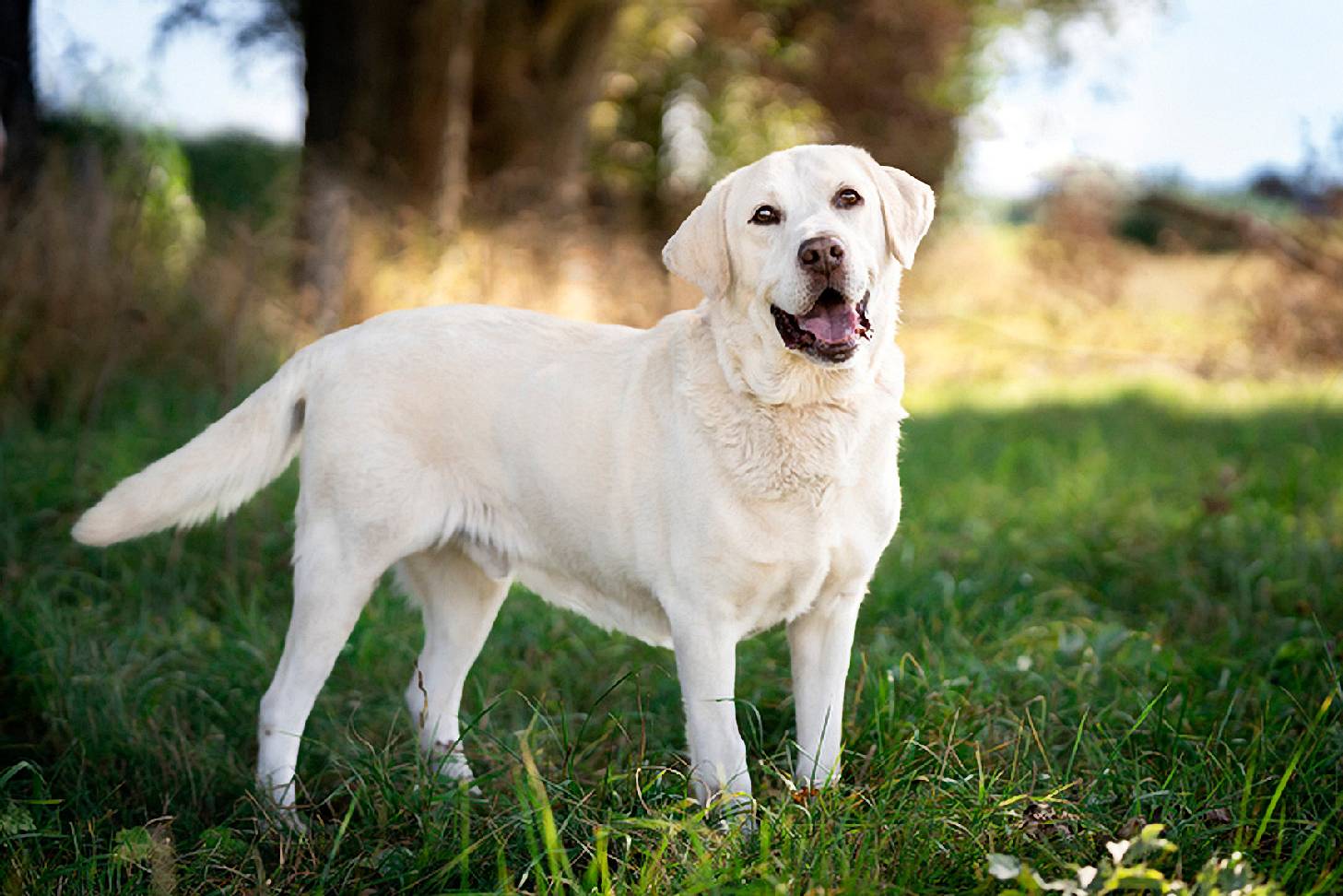 Labrador
