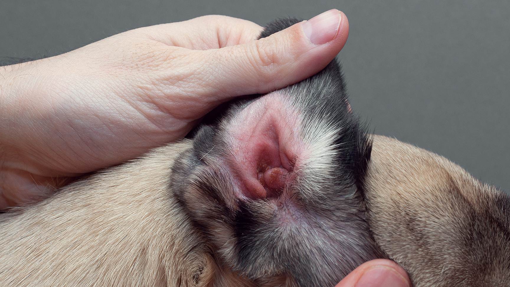 Infektion eines Hundeohrs