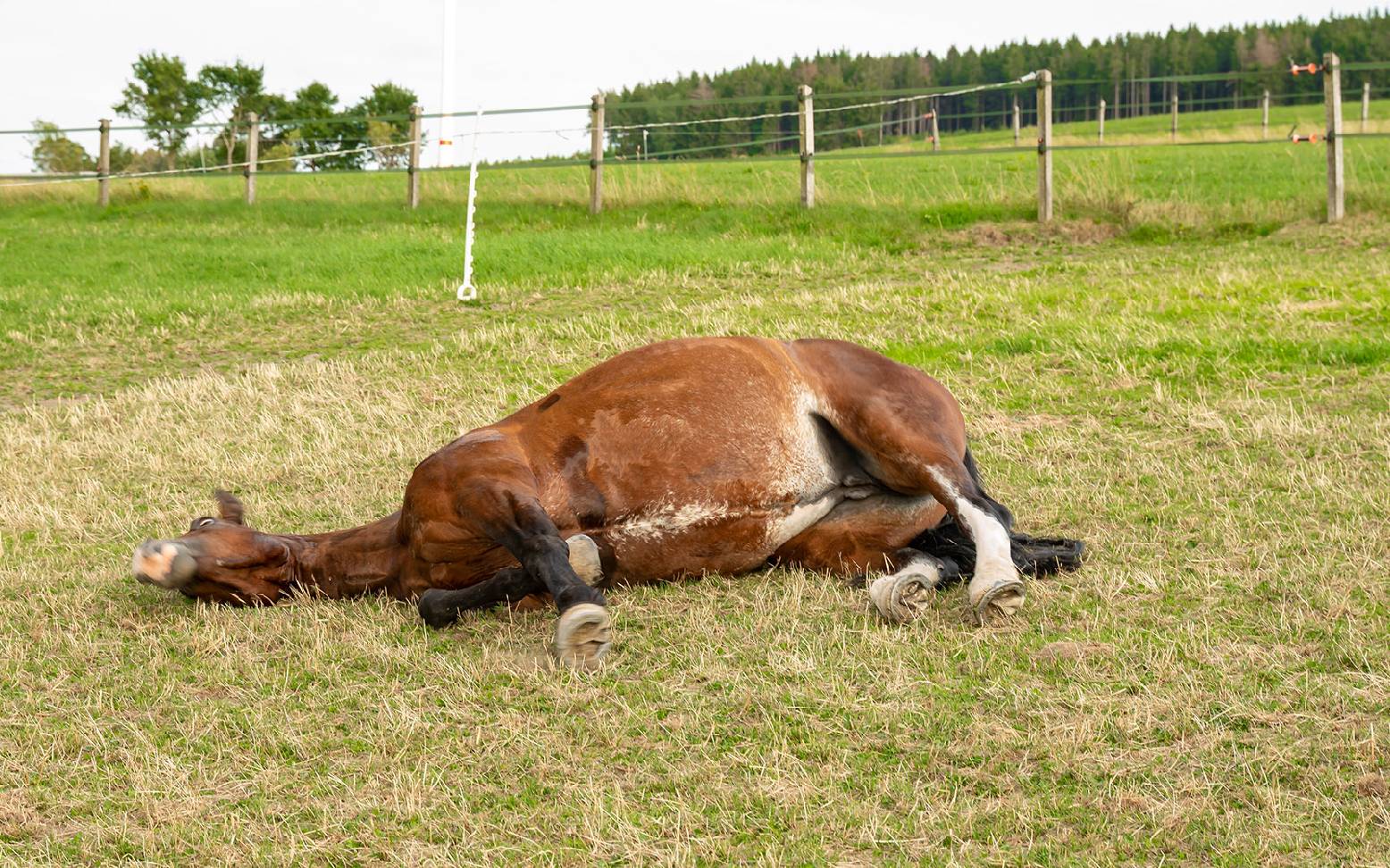 A horse is lying in a pasture