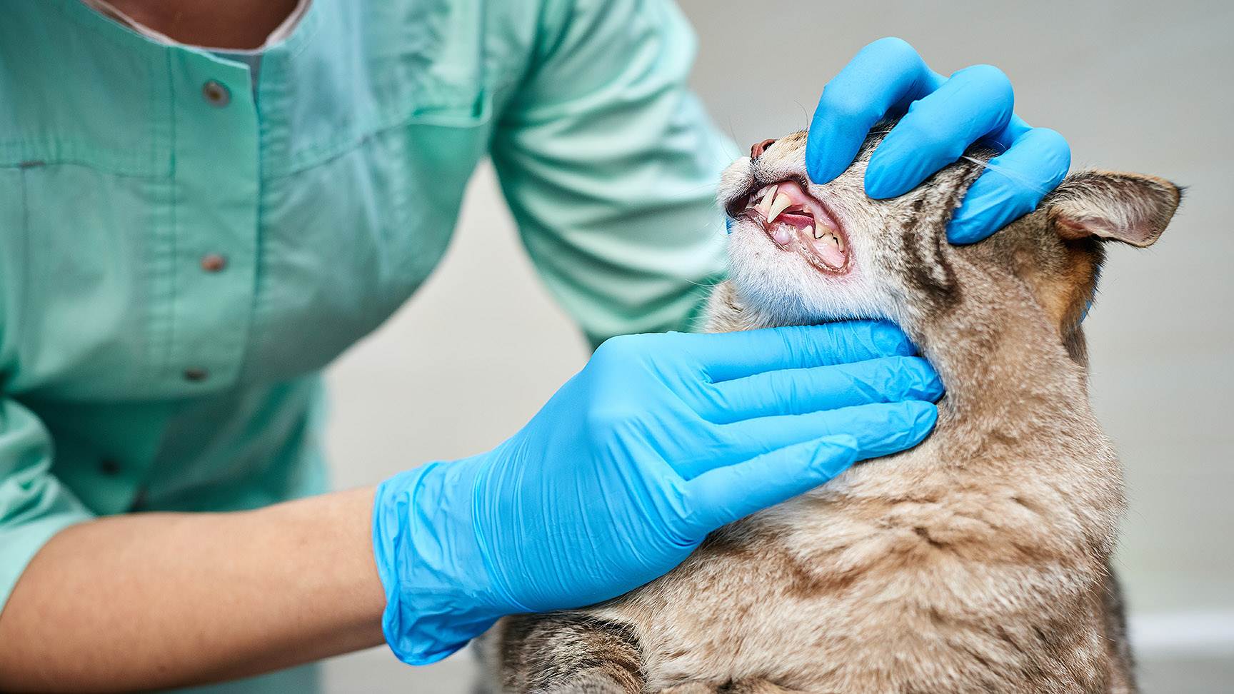 Mauluntersuchung bei einer Katze