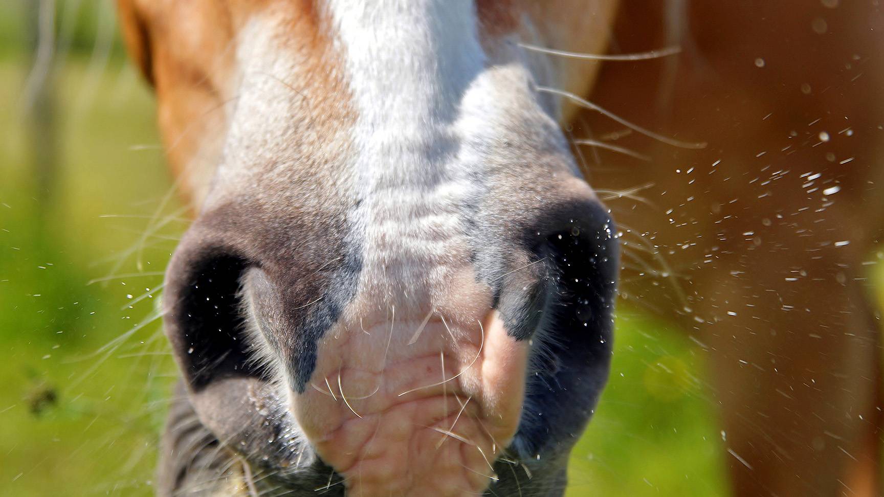 Sneezing horse