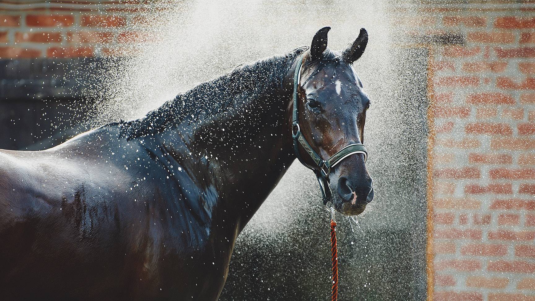 The horse is being hosed down
