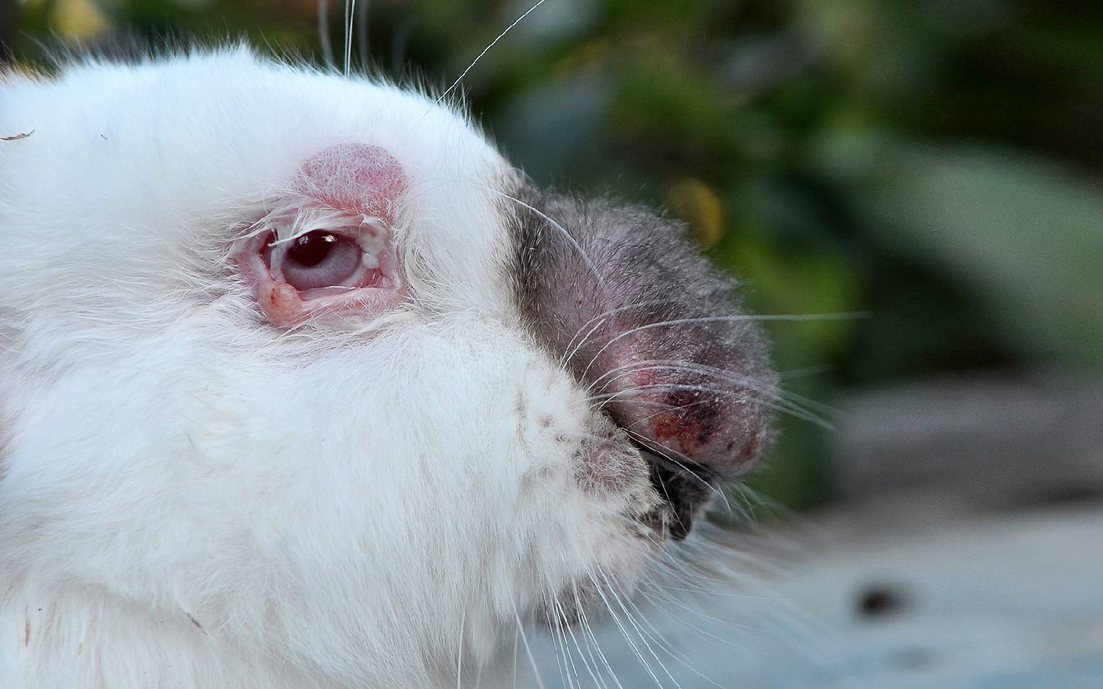 Rabbits with myxomatosis