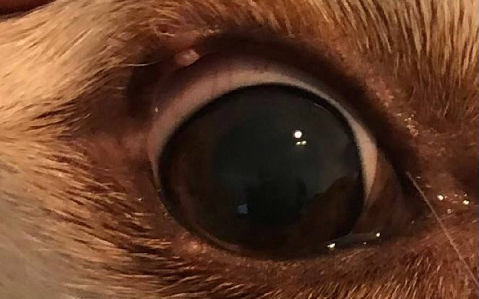 Hund mit Lidrandadenom