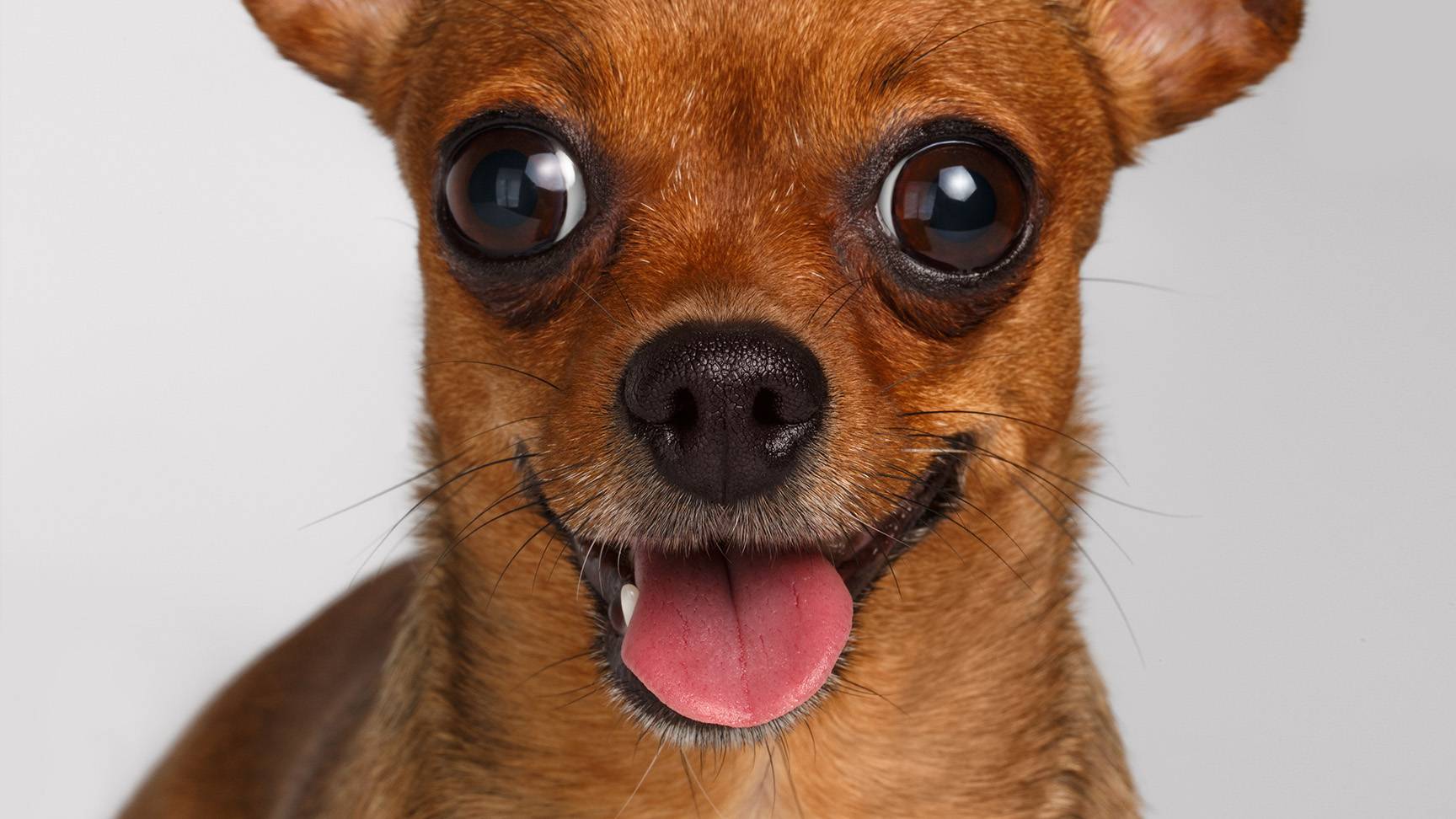 Augen eines Chihuahuas