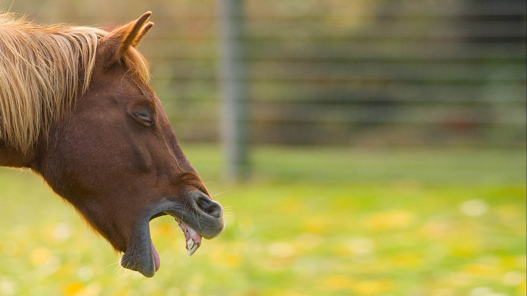 Gähnendes Pferd