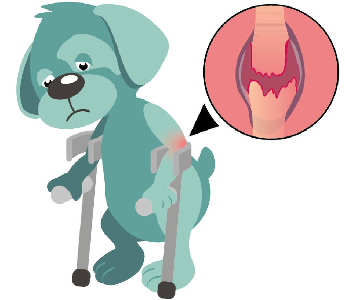 Hund Oskar mit Arthrose