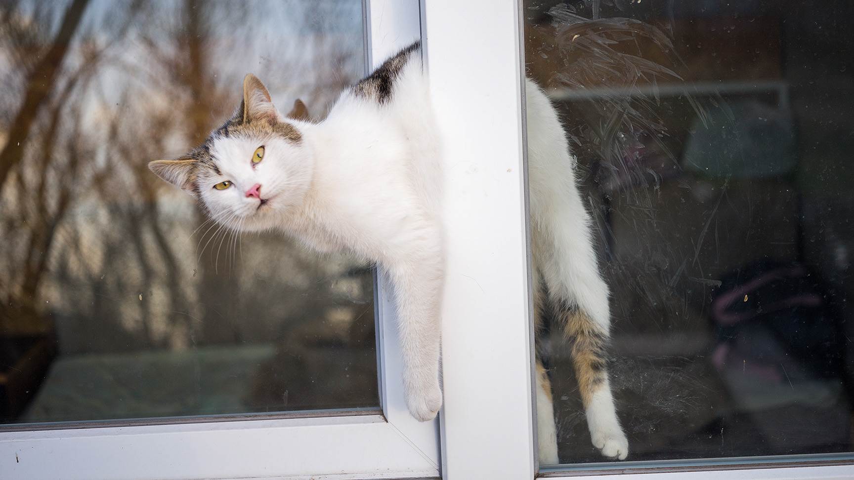 Cat trapped in tilting window