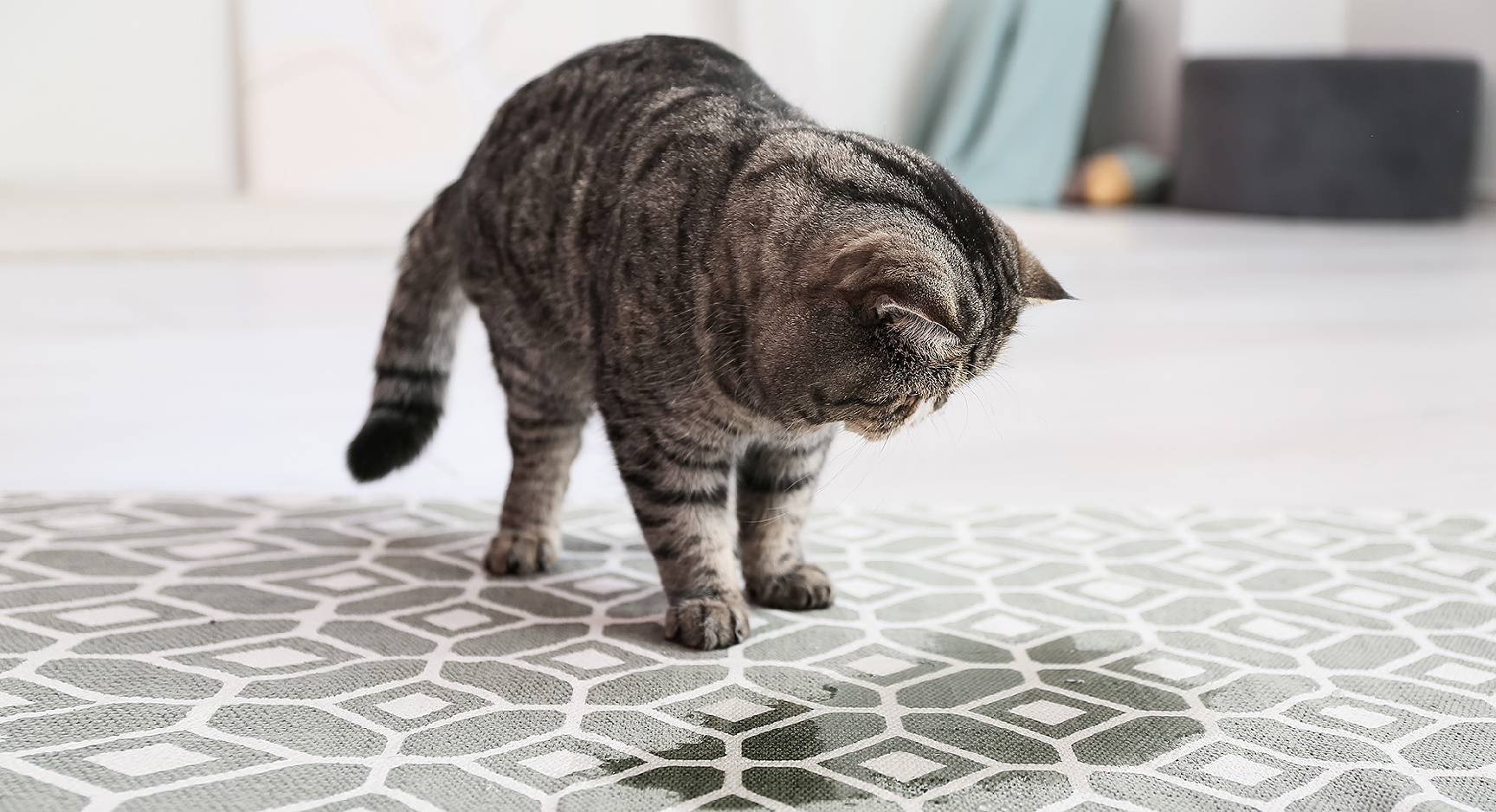 Cat on wet carpet