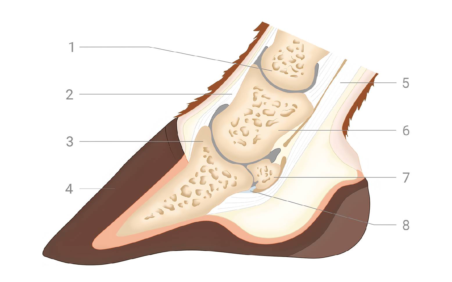 Schema Anatomie Pferdehuf
