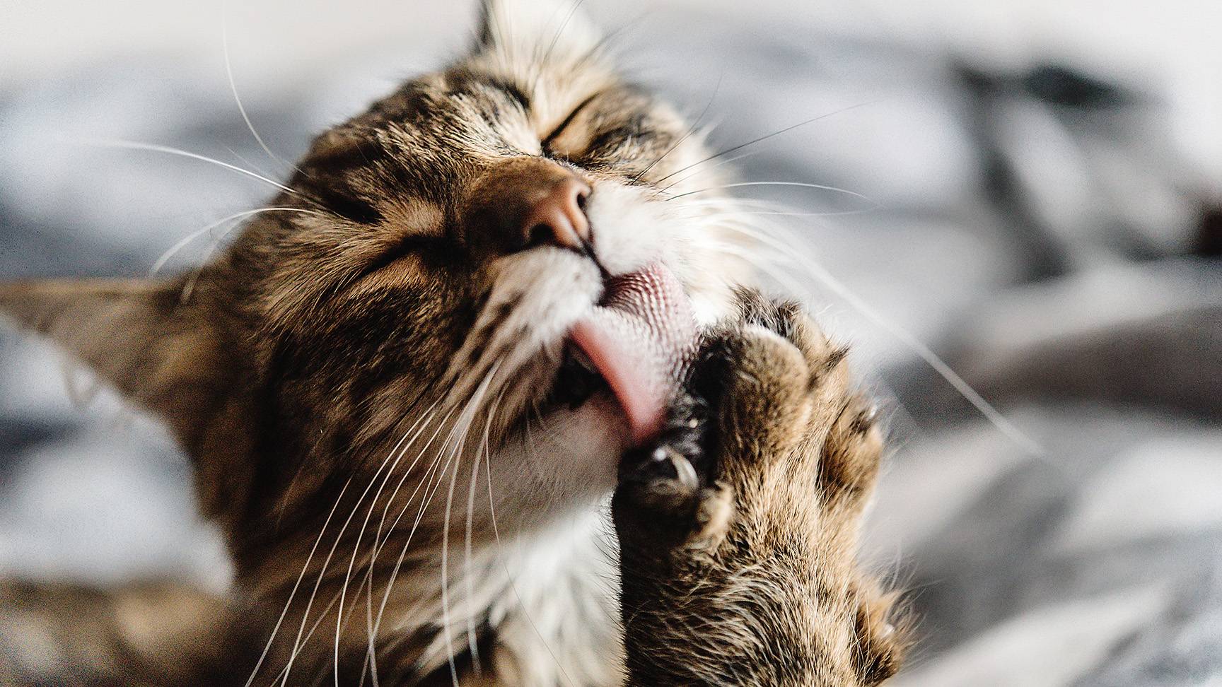 Katze Fellpflege
