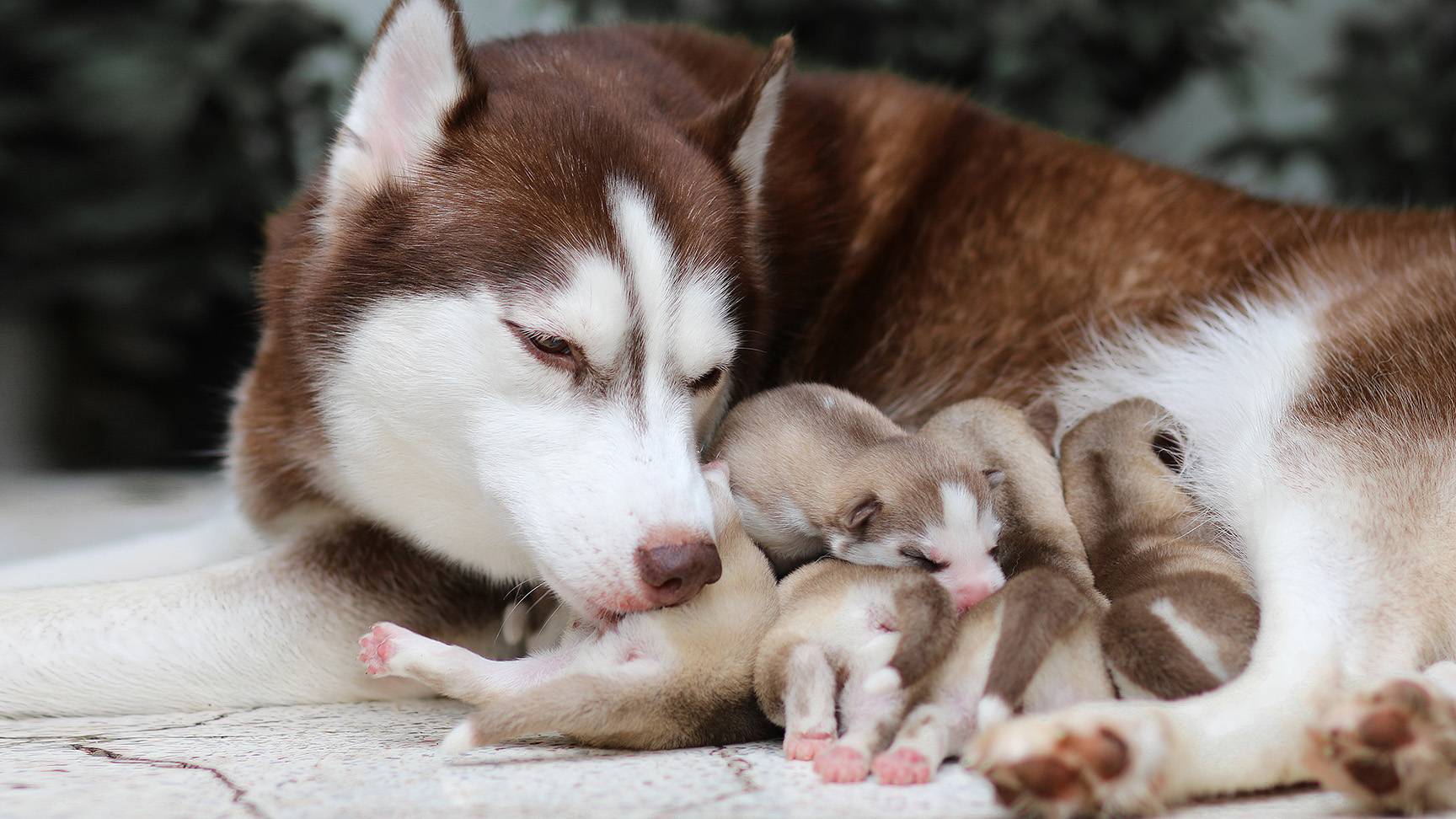 Bitch with puppies