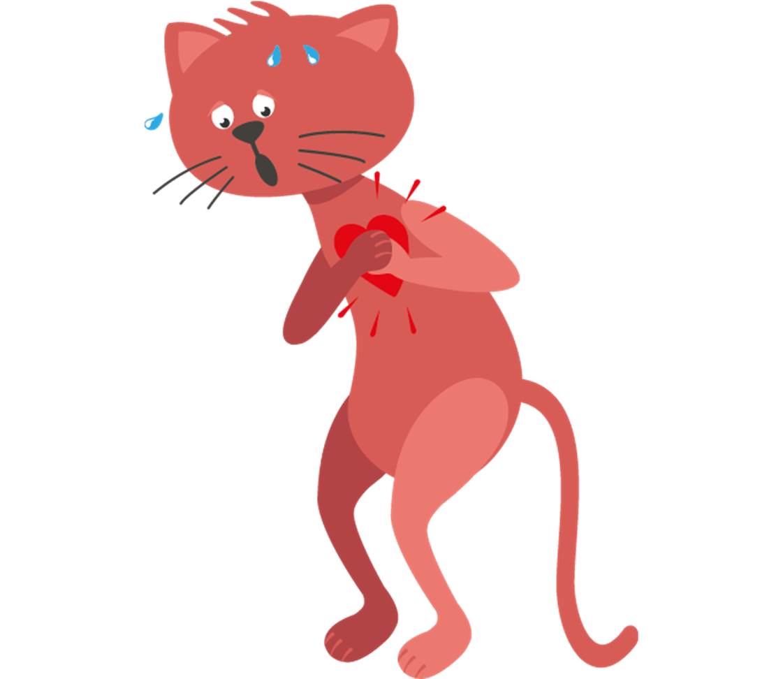 Cat with heart problems