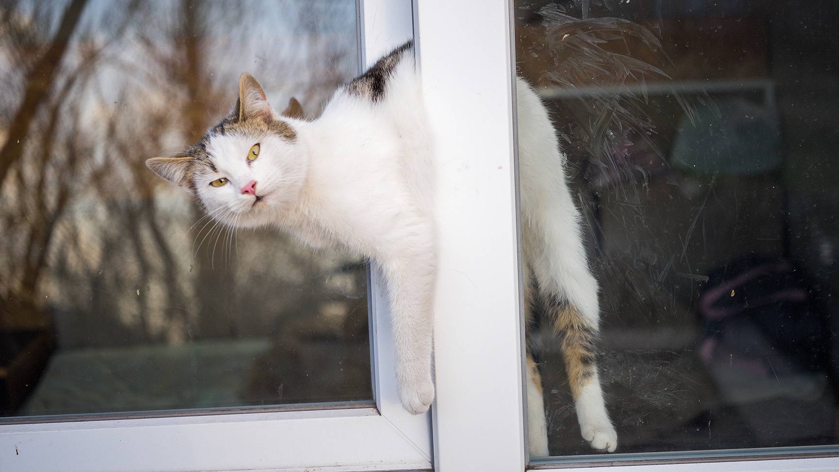 Katze im Kippfenster eingeklemmt