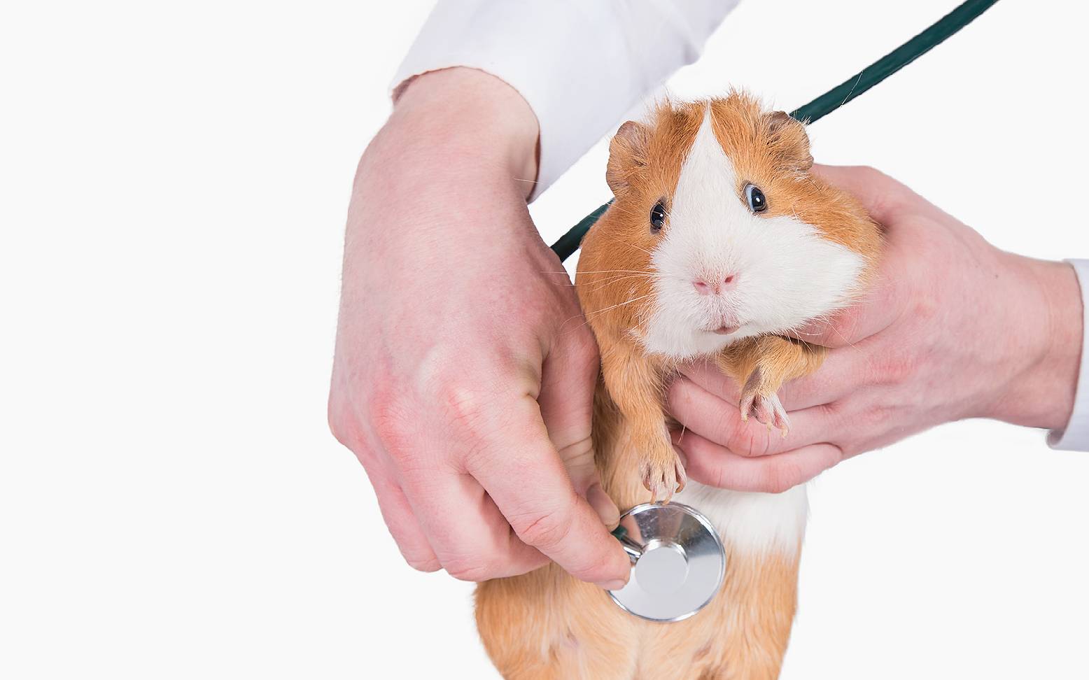 Meerschweinchen mit Stethoskop