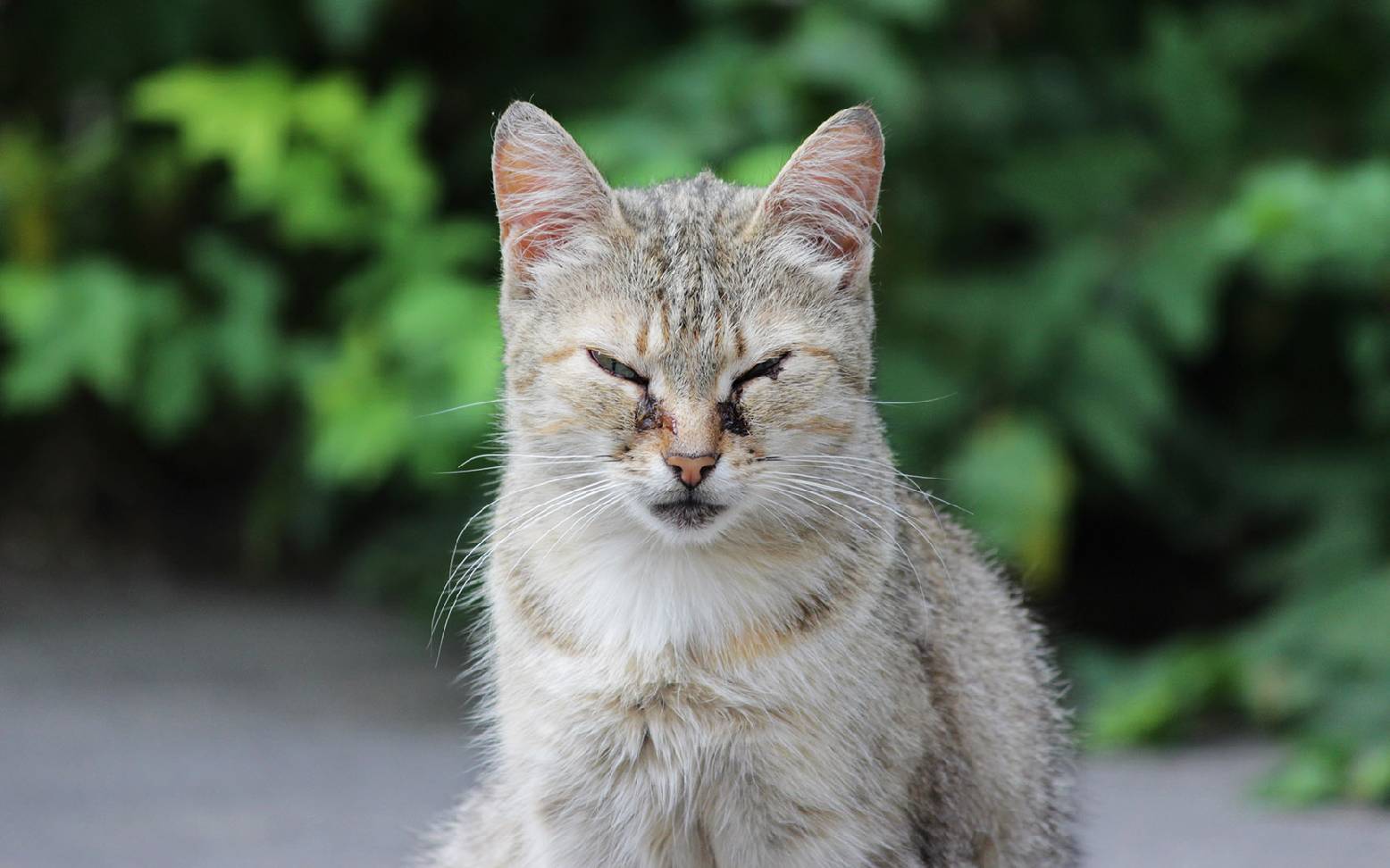 Cat with eye infection