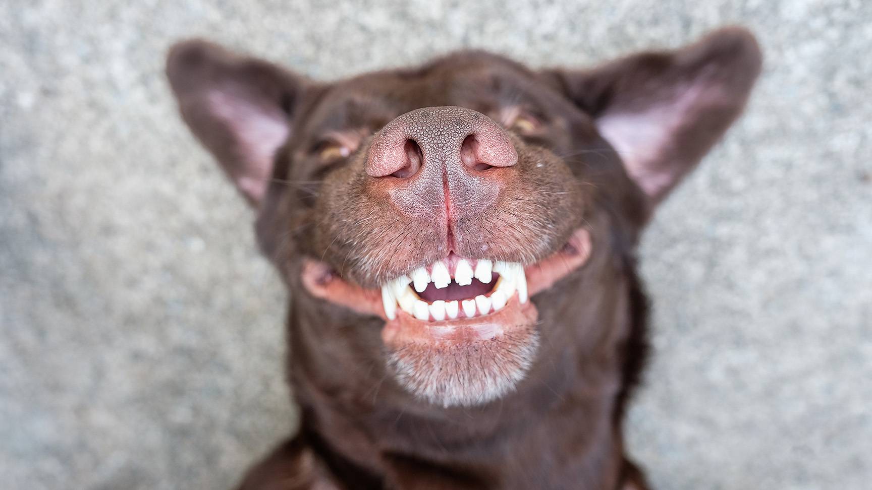 Zähne eines Hundes