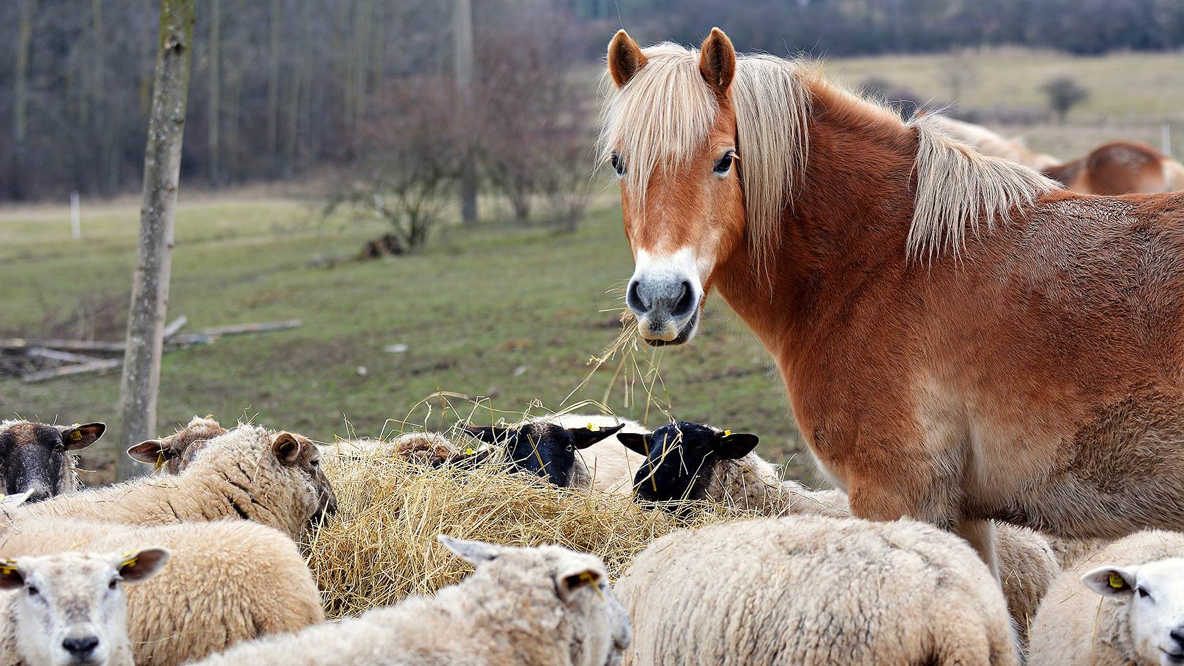 Pferd mit Schafen