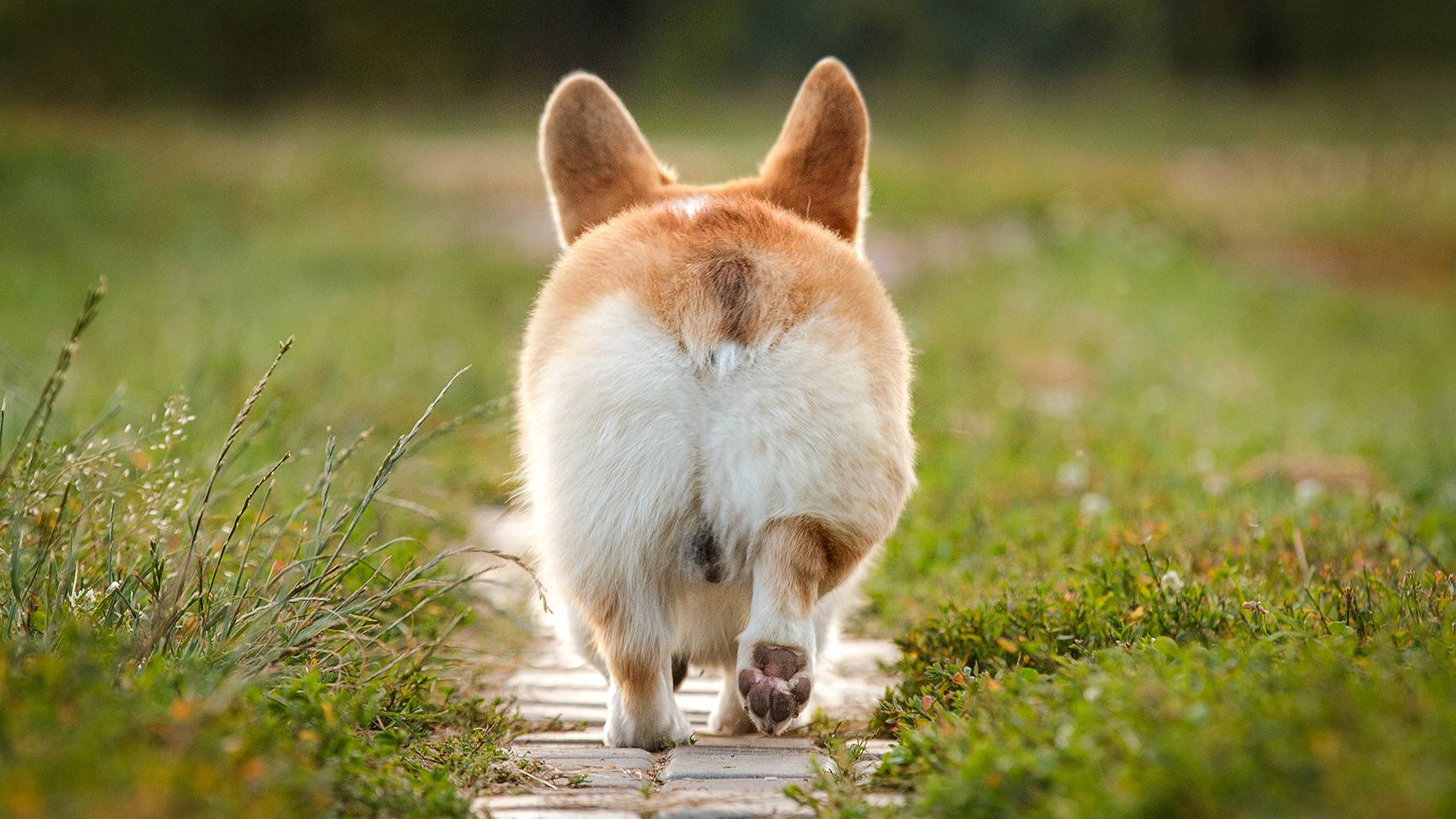 Dog rear end