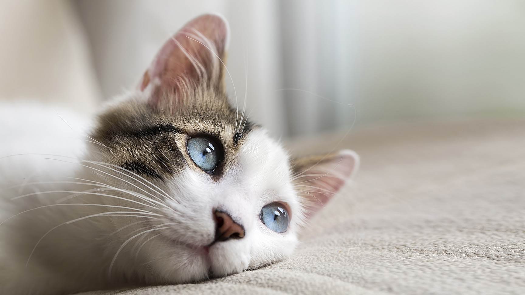 Katze Auge