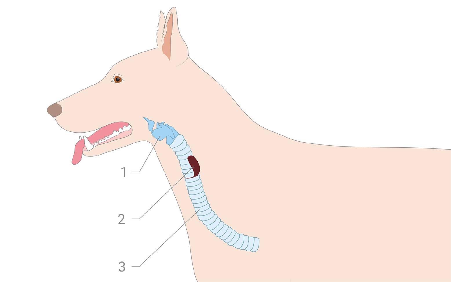 Diagram of the thyroid gland in dogs