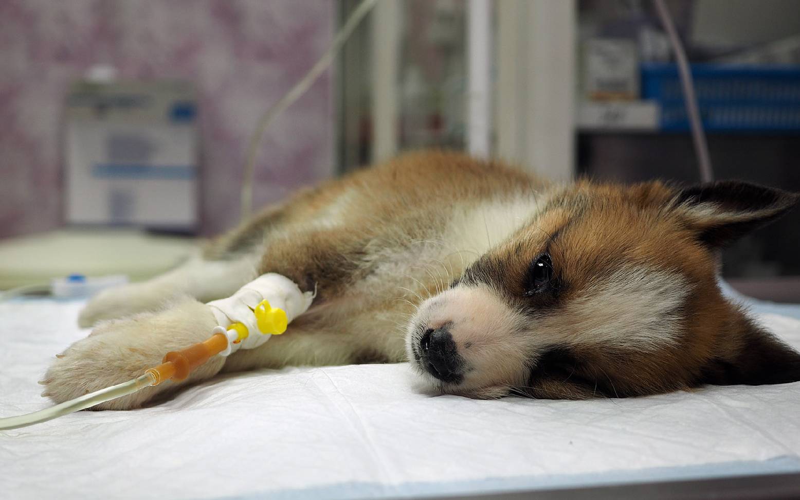 Puppy on an IV