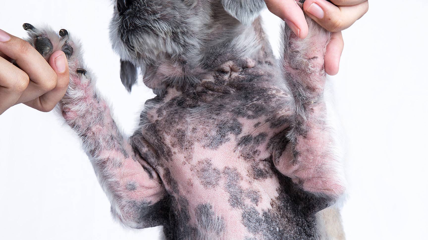 Dog with demodicosis