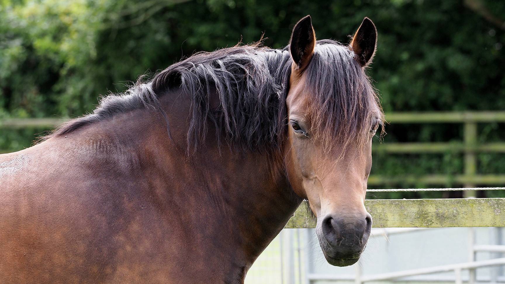 Übergewichtiges Pferd