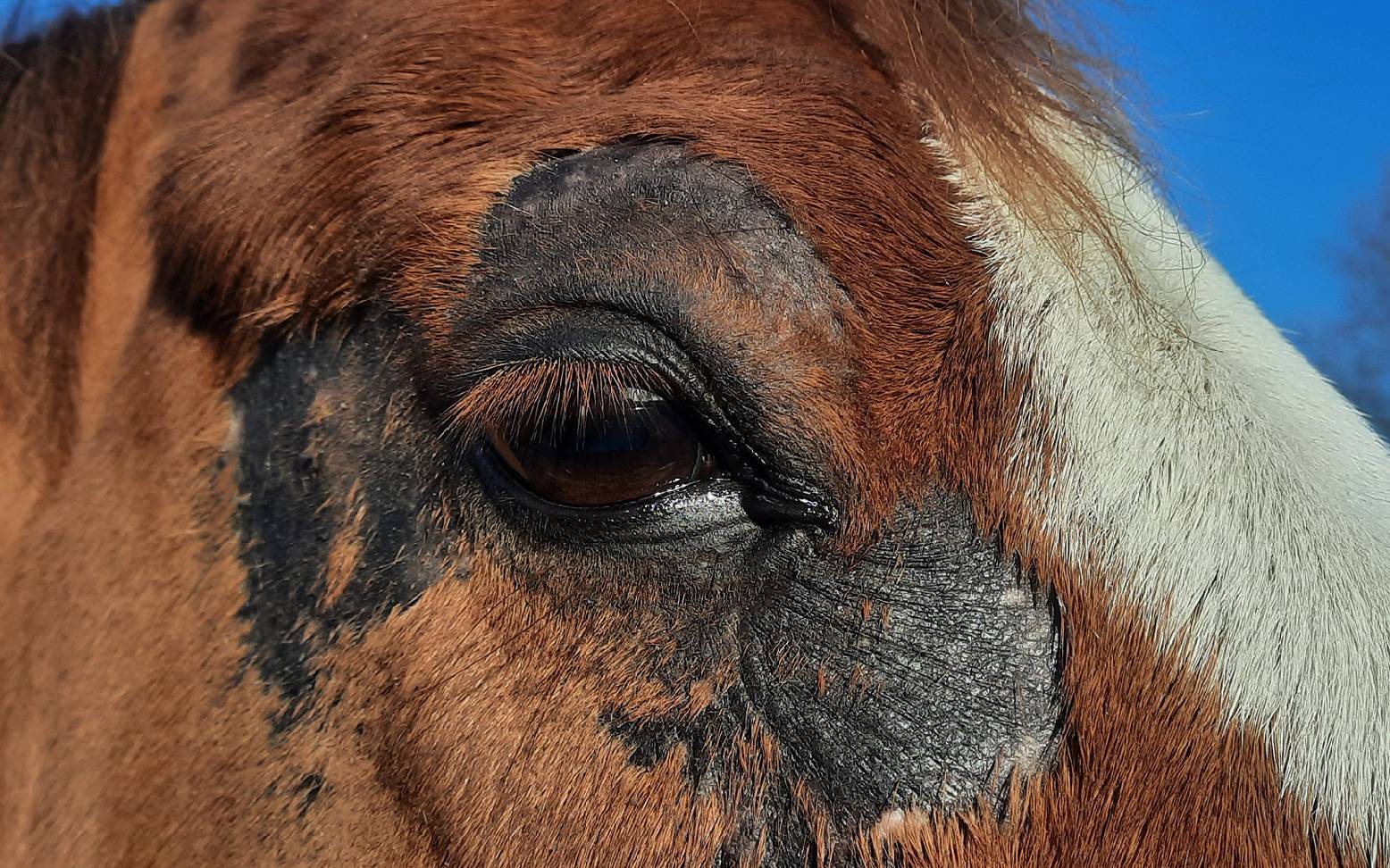 Horse with skin fungus
