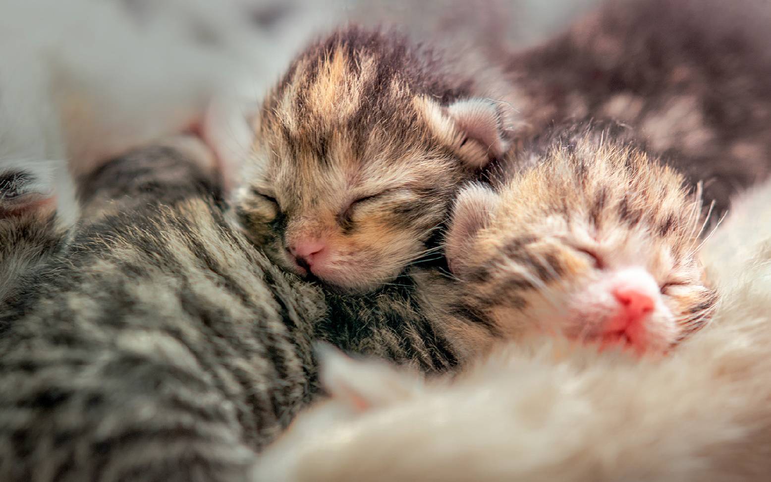 Two kittens with their eyes closed