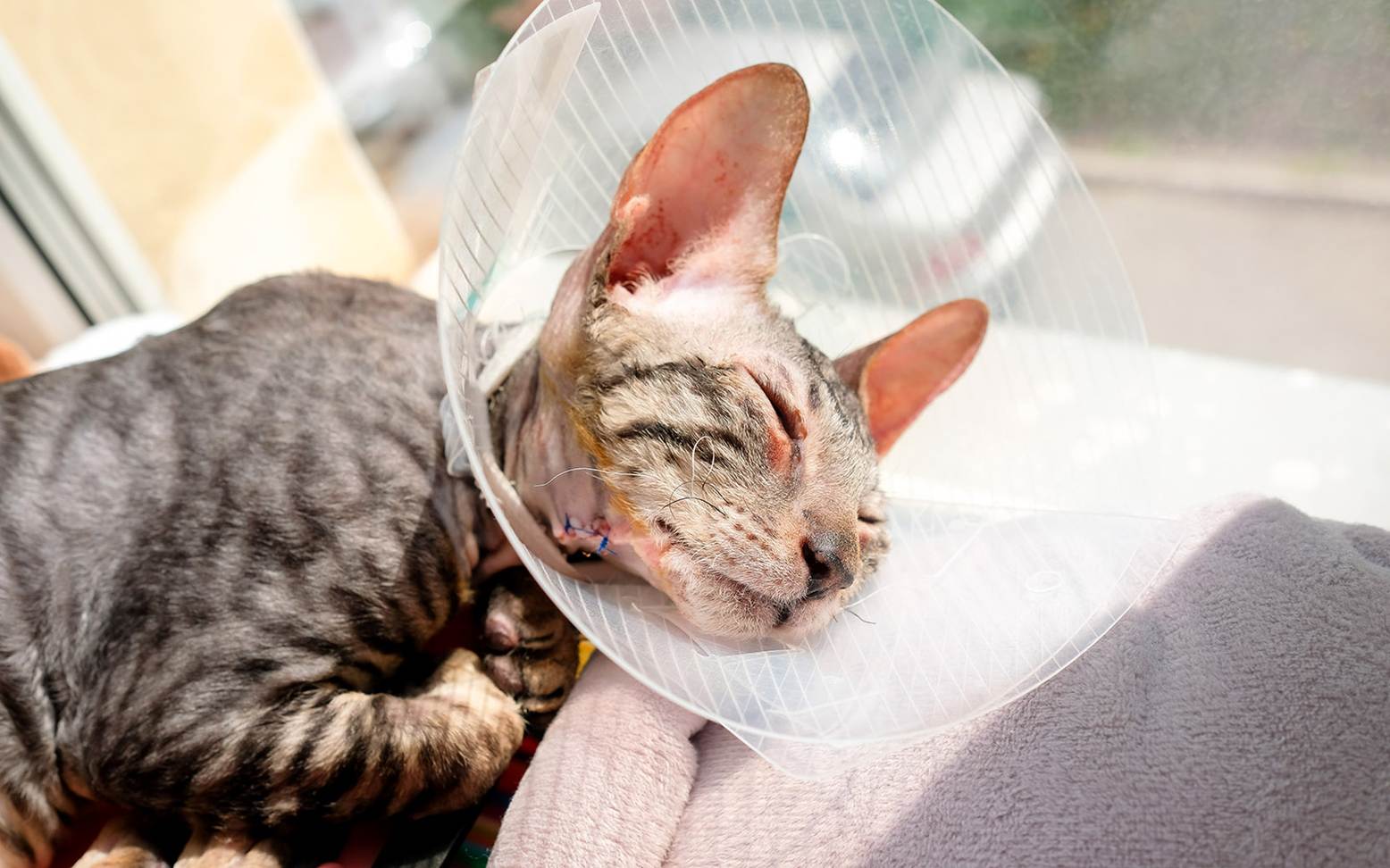 Katze nach Ohrpolypen-OP