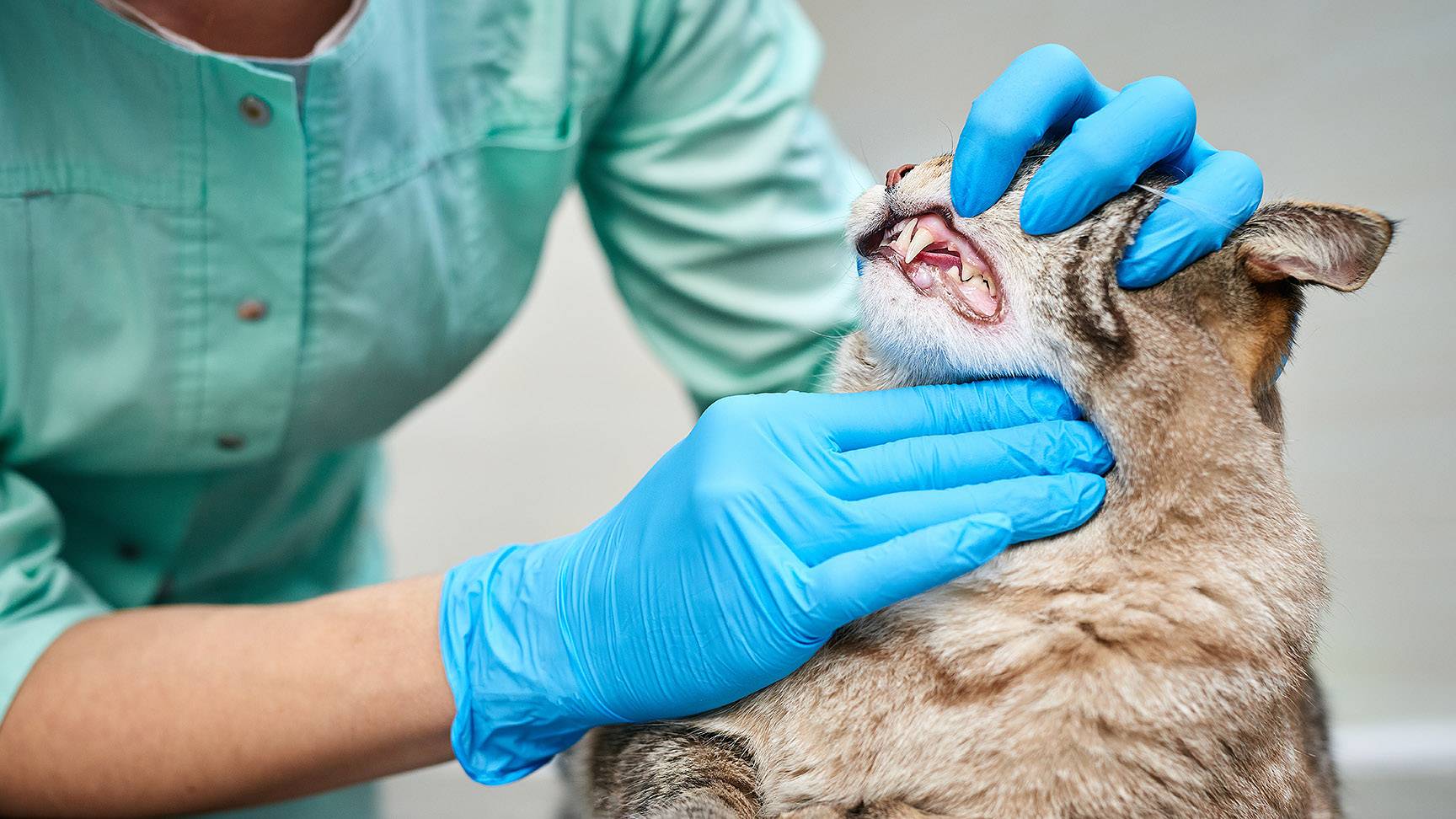 Mouth examination in a cat
