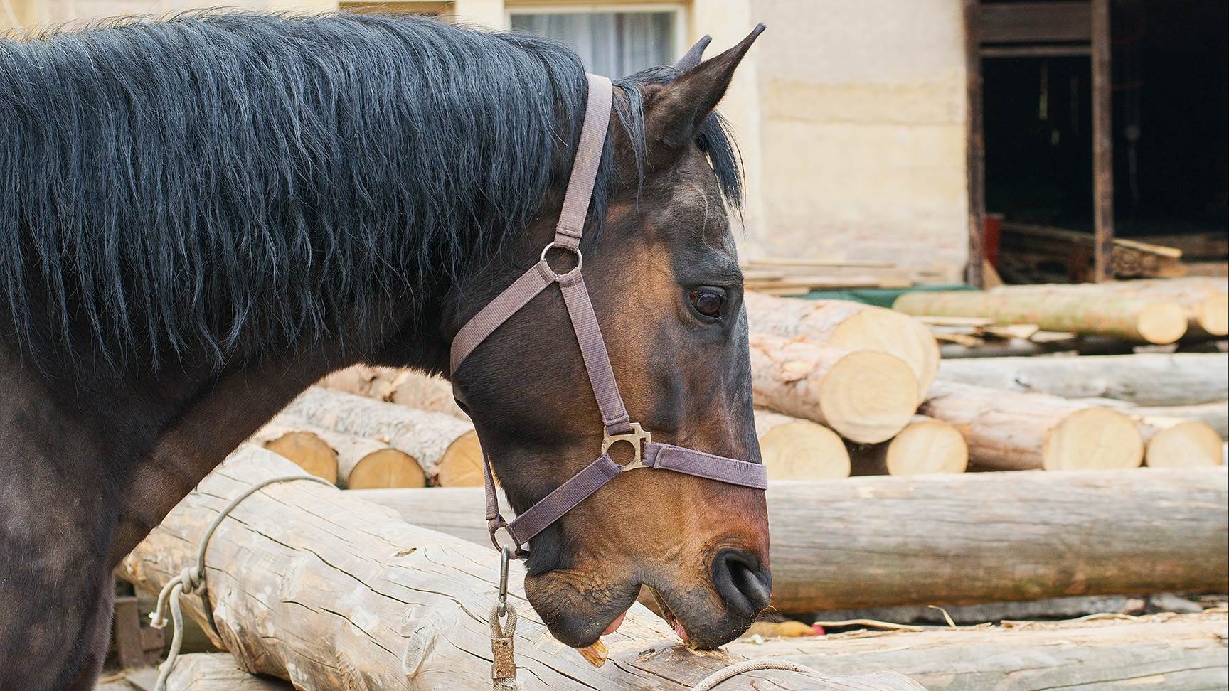Koppendes Pferd