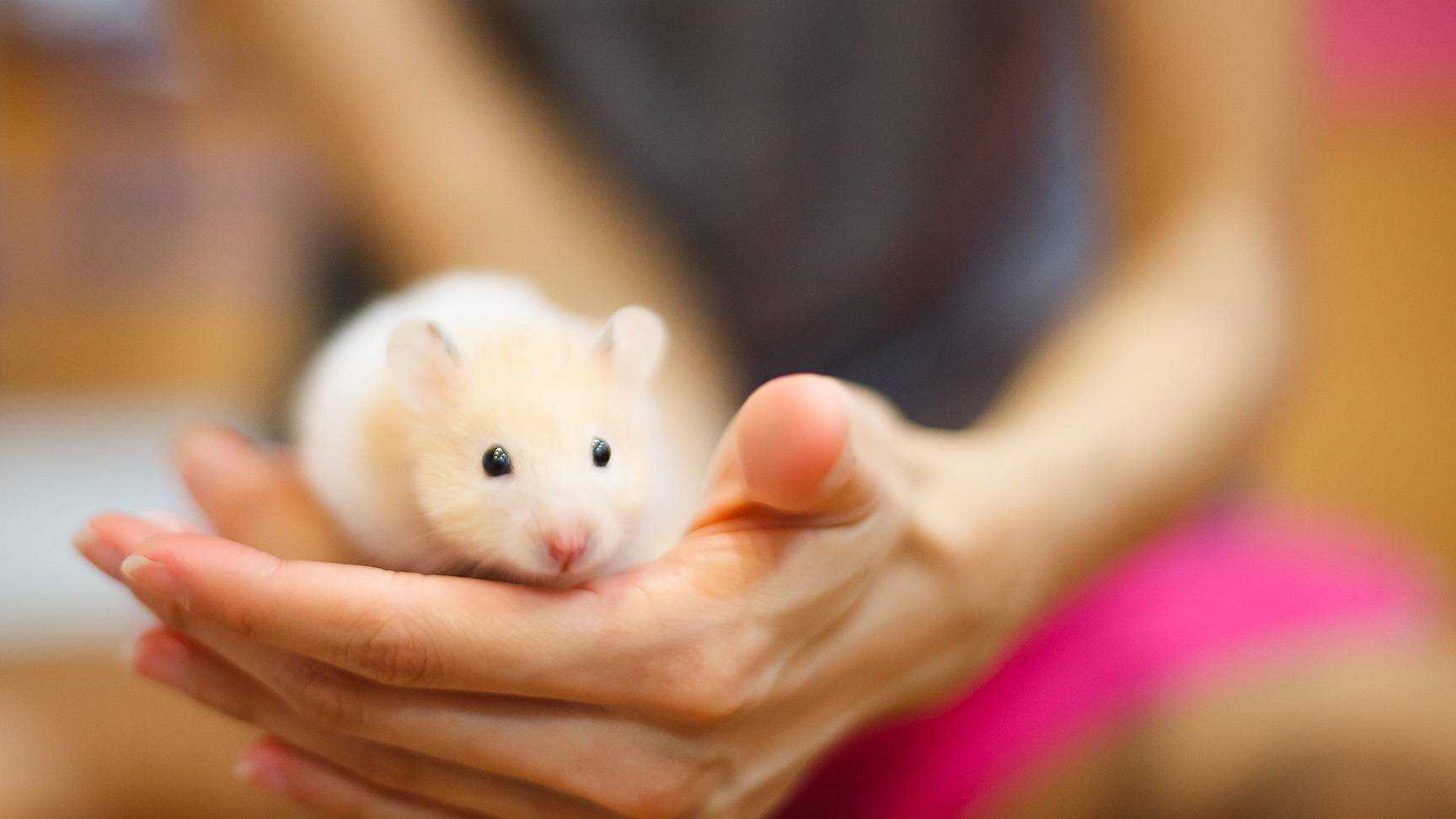 Hamster