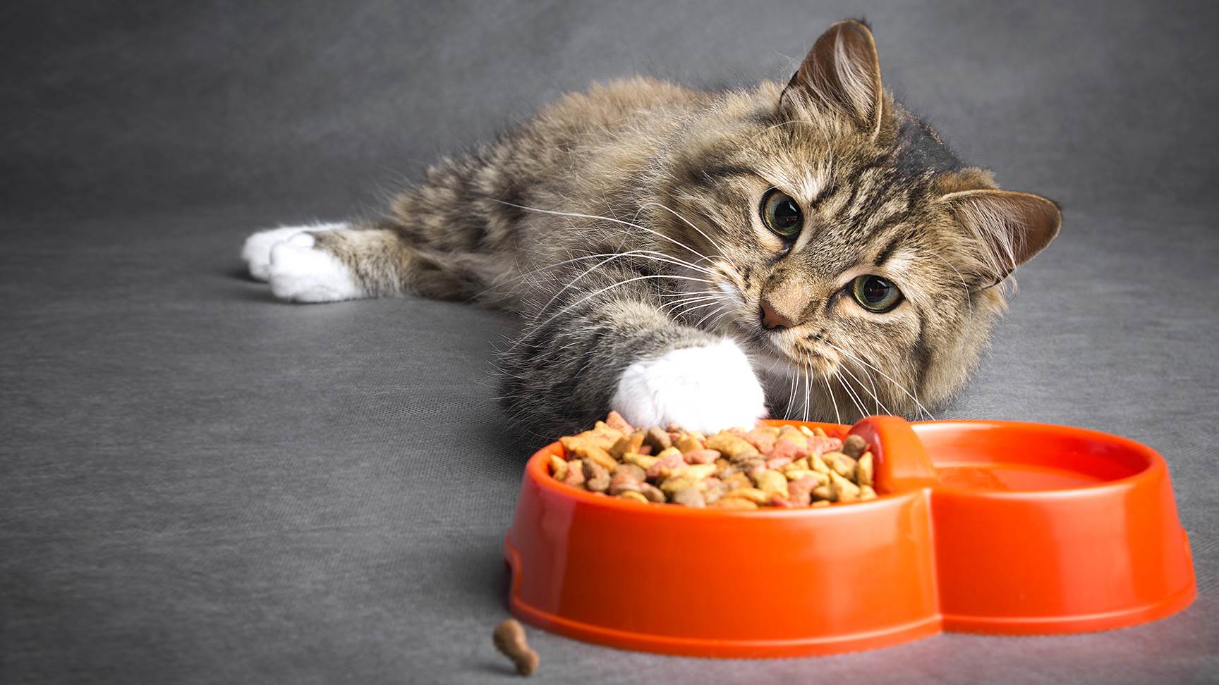 Katze Futternapf