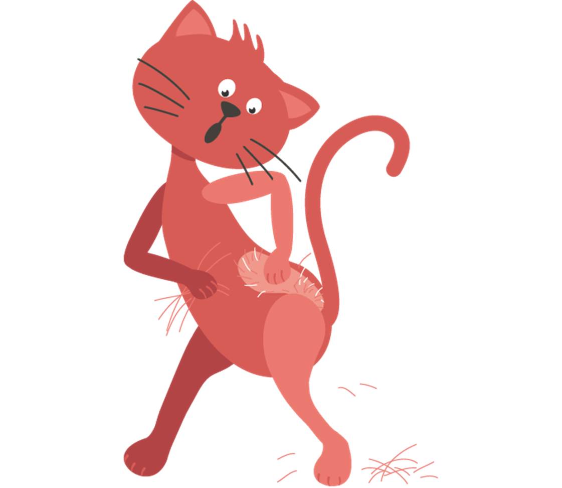 Katze kratzt sich