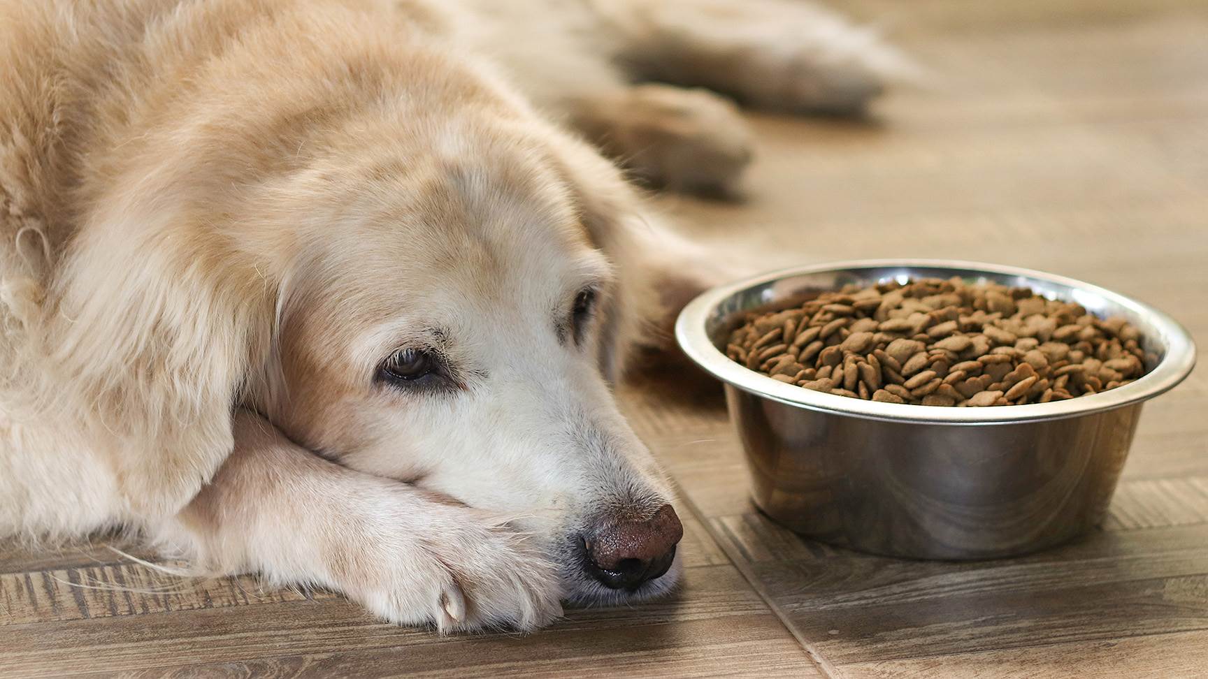 Hund mit vollem Hundenapf