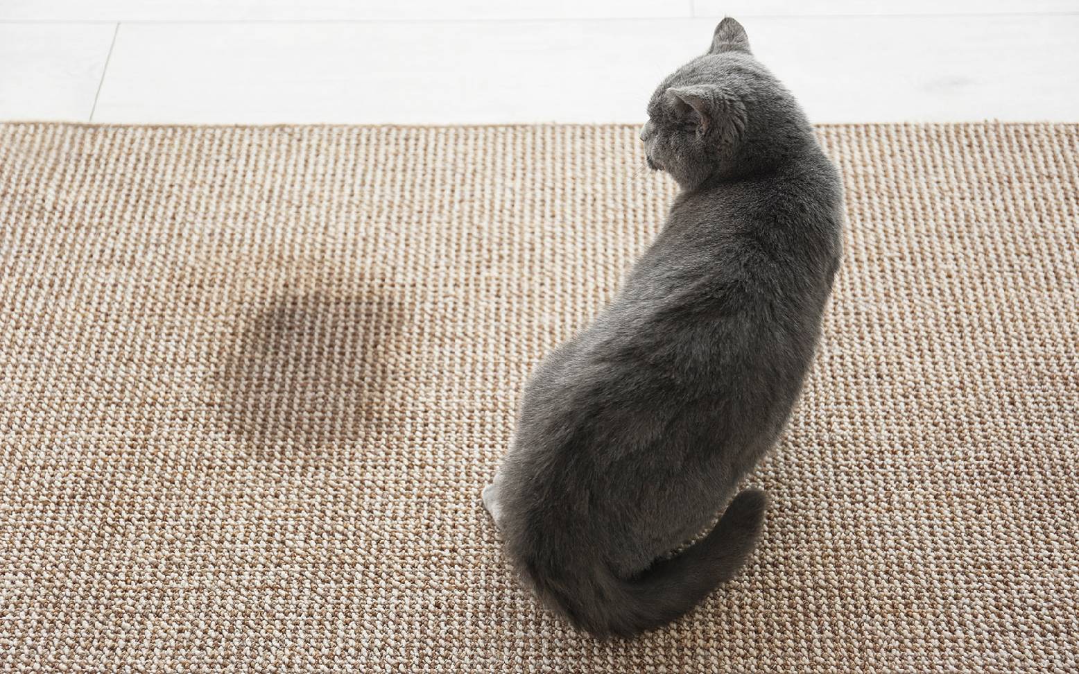 Katze neben nassem Fleck auf Teppich