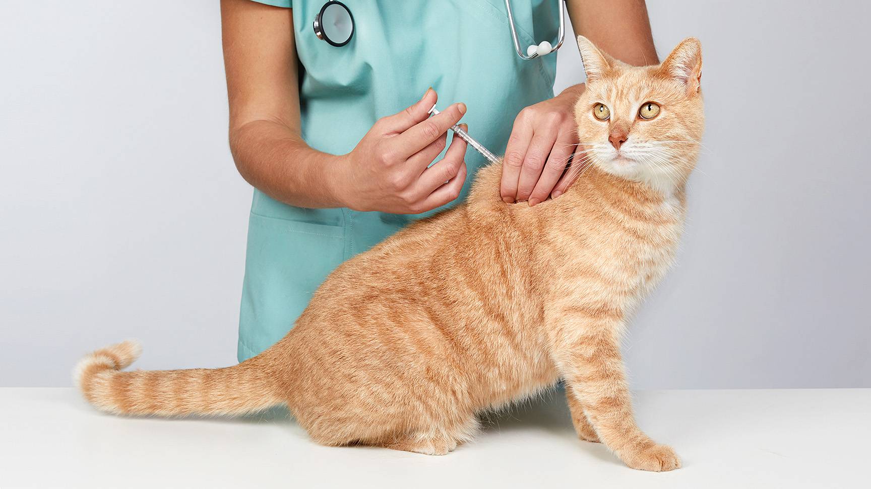 Vaccination of the cat