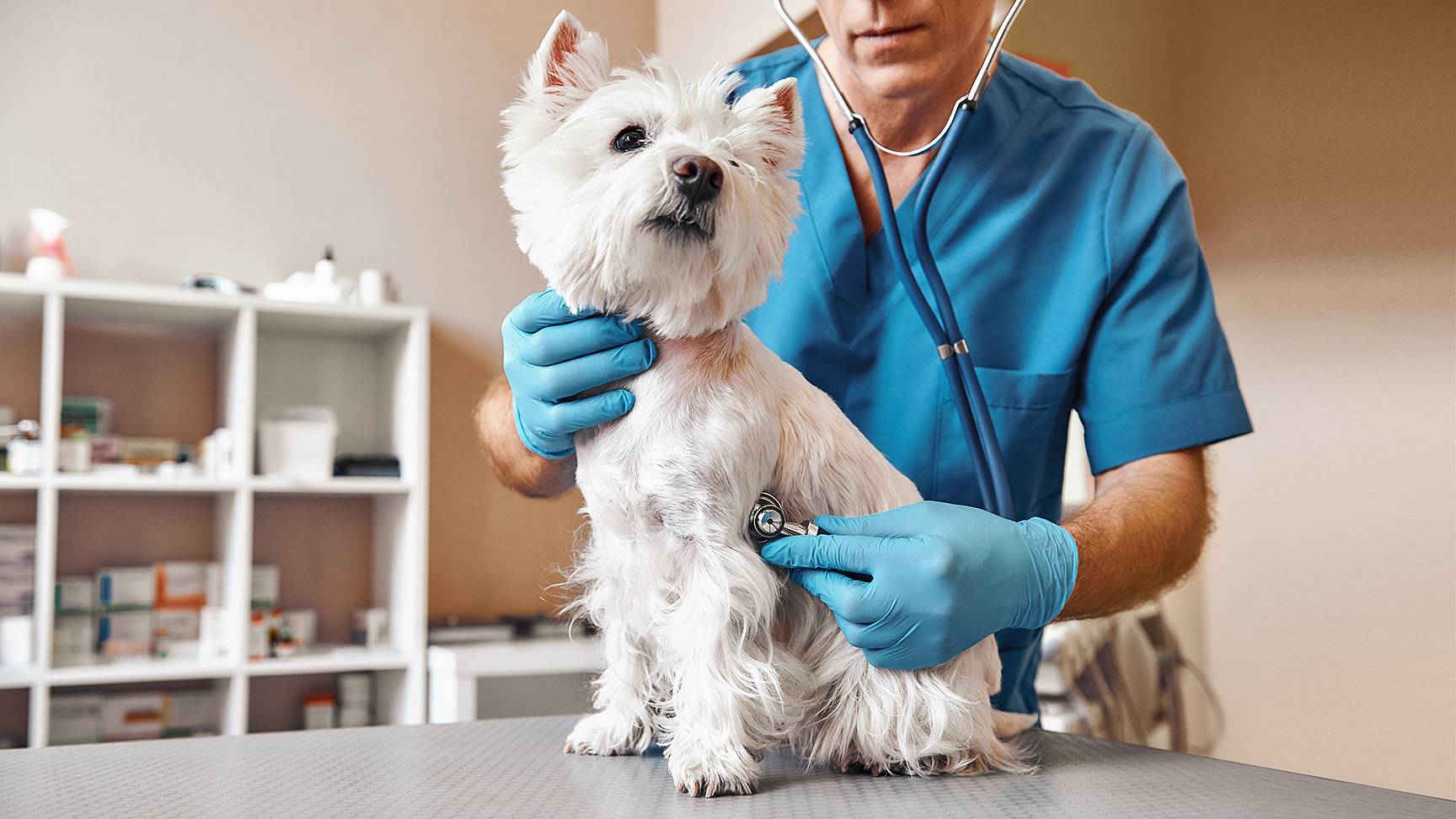 Cardiac auscultation dog