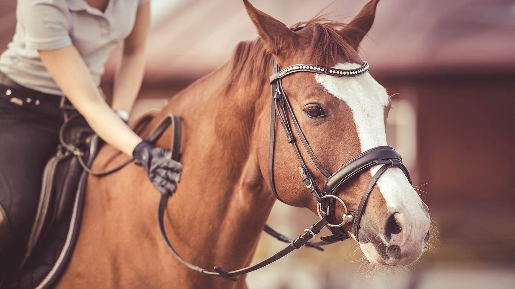 Reiter auf Pferd