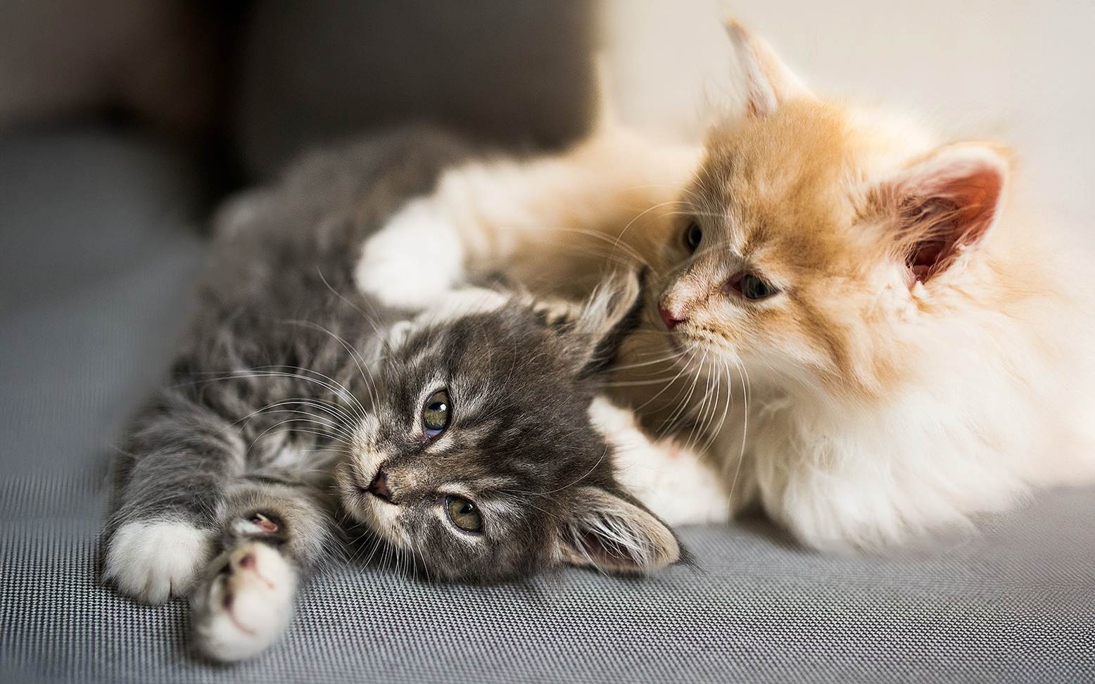 Two kittens